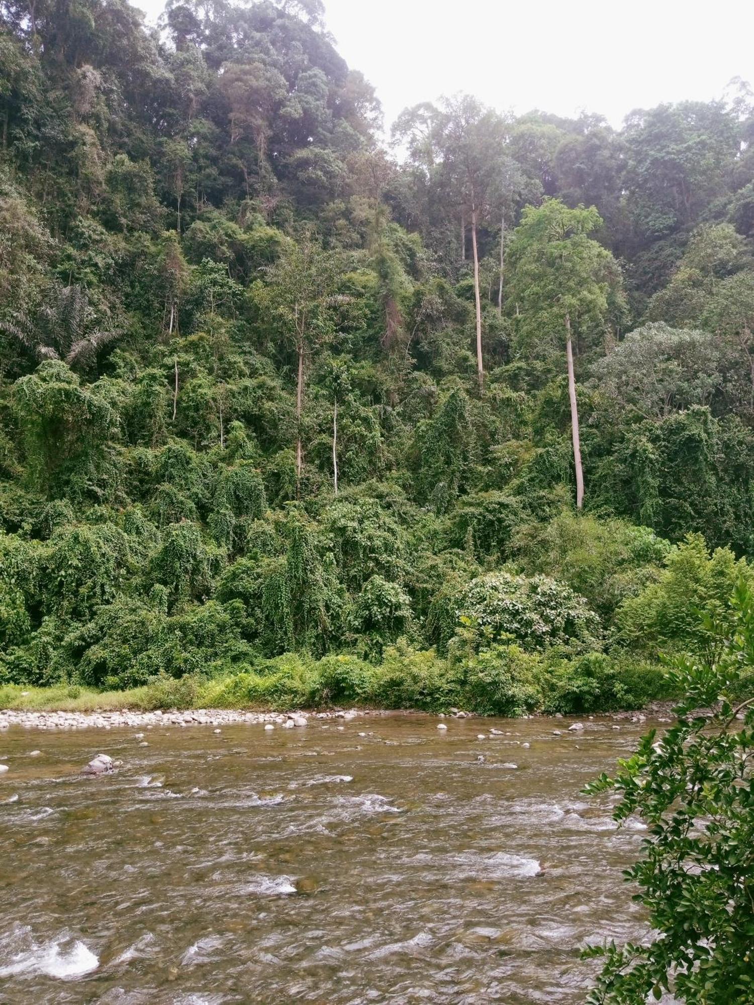 Ridho'S Homestay & Jungle Trekking Bukit Lawang Kültér fotó