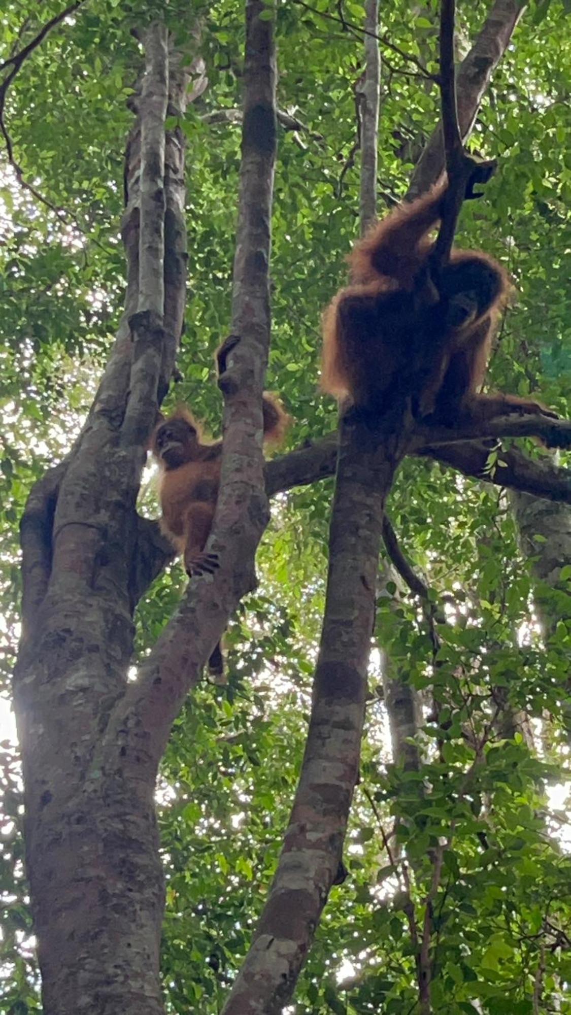 Ridho'S Homestay & Jungle Trekking Bukit Lawang Kültér fotó