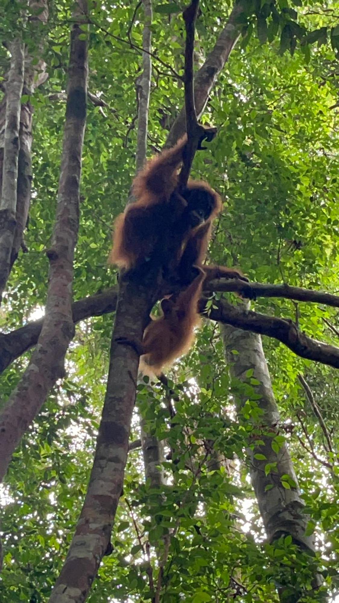 Ridho'S Homestay & Jungle Trekking Bukit Lawang Kültér fotó