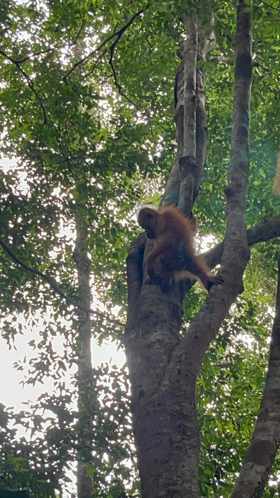 Ridho'S Homestay & Jungle Trekking Bukit Lawang Kültér fotó