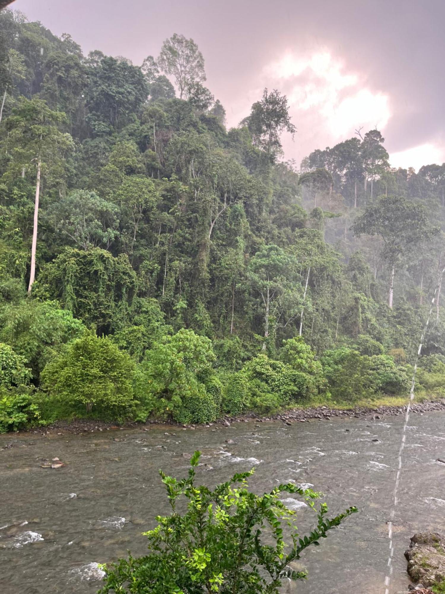 Ridho'S Homestay & Jungle Trekking Bukit Lawang Kültér fotó