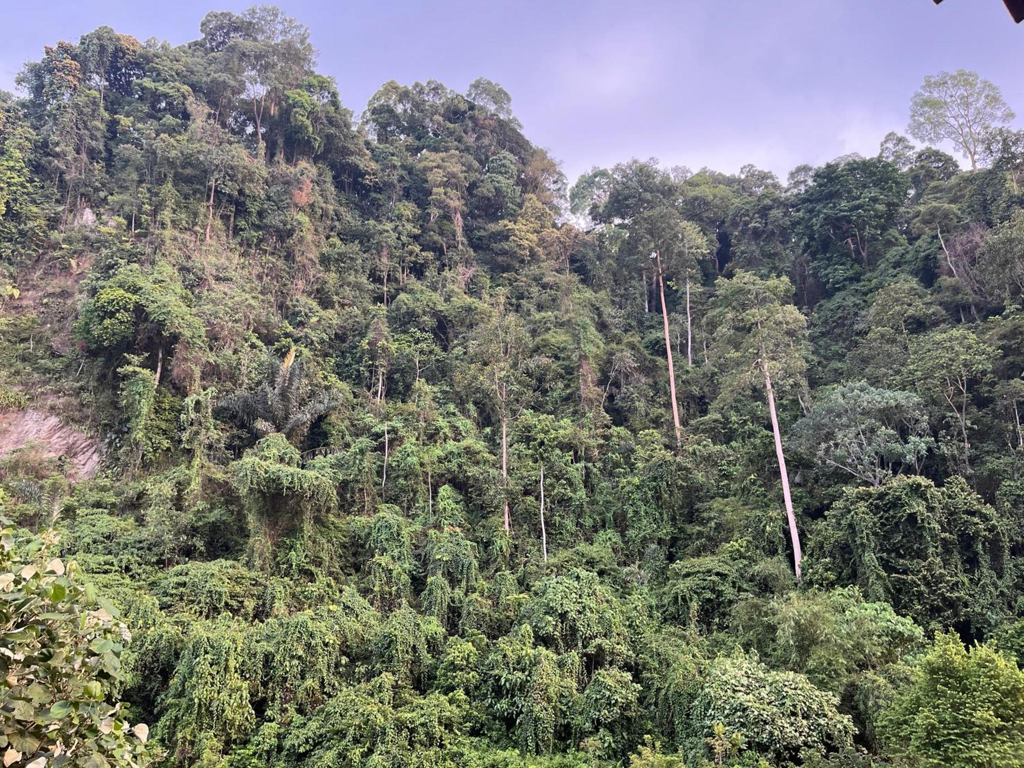Ridho'S Homestay & Jungle Trekking Bukit Lawang Kültér fotó