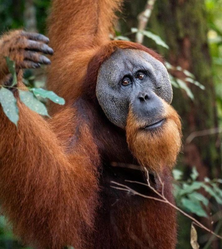 Ridho'S Homestay & Jungle Trekking Bukit Lawang Kültér fotó